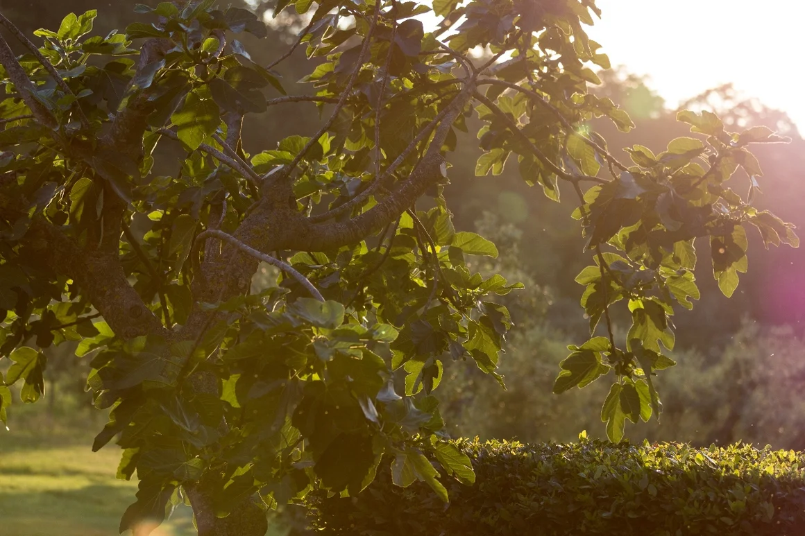 Sonnenbeschienener Feigenbaum